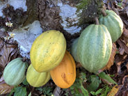 Polpa de cacau - 1kg